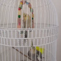 دو جفت عروس هلندی با جوجه