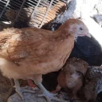 جوجه|حیوانات مزرعه|تیمور آباد, |دیوار