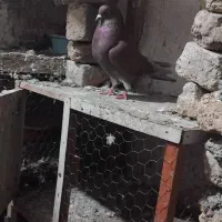 کفتر|پرنده|خان ببین, |دیوار