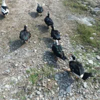 فروش اردک ماده اسرائیلی|حیوانات مزرعه|رشت, پیرکلاچای|دیوار