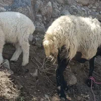 میش و بره نژاد دار درجه یک