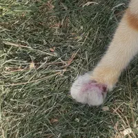 سرپرستی ازگربه|گربه|اراک, |دیوار