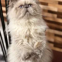 گربه نر