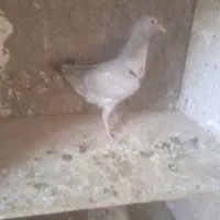 جوجه موقلف های بی عیب