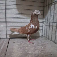 کفتر انگلیسی ماده