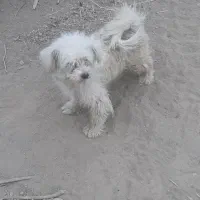 یک عدد سگ پاپی ماده