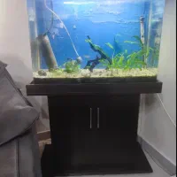 آکواریوم شیشه خم