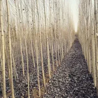 نهال درخت صنوبر ترکیه