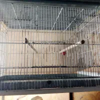 قفس پرون ۱۲۸ سانتی|لوازم جانبی حیوانات|مشهد, امیریه|دیوار