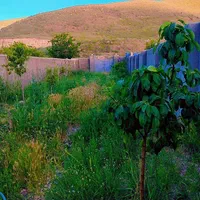 باغ درروستای عارفی