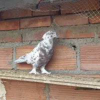 کبوتر پرشی تهرانی عطیقه