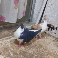 یک جفت کبوتر شیر زرد و شیر سیاه به ضمات تخم و جوجه|پرنده|نیشابور, شهرک اندیشه|دیوار