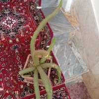 انواع کاکتوس