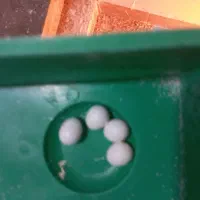 ۴جفت مرغ عشق با تخم