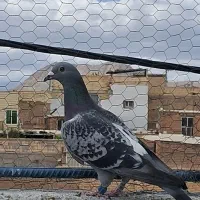 کبوتر پلاکی مسافتی