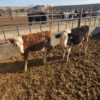 گوساله سمینتال ماده