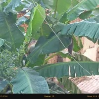 نهال موز