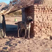 توله ۱۱ ماه ب فروش میرسد|سگ|قائن, |دیوار