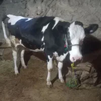 گاو آبستن شکم اول