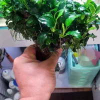 گیاه آنوبیاس|ماهی|مشهد, کوشش|دیوار