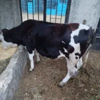 گوساله سیمینتال اصل ماده