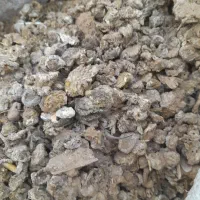 بار کبوتر