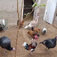 بوقلمون|حیوانات مزرعه|کهریزک, |دیوار