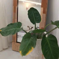 آیینه قدی