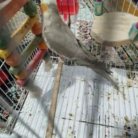 عروس هلندی سر حال وخوب|پرنده|تنکابن, |دیوار