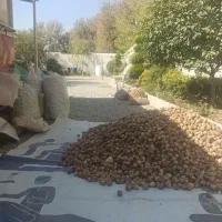 گردو پوست کاغذی روغنی تویسرکان(تازه)|خوردنی و آشامیدنی|کرج, شهرک نهال و بذر|دیوار