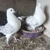 کبوتر پرشی