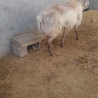 قوچ بزری