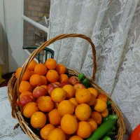 سبد چوبی بزرگ|صنایع دستی و سایر لوازم تزئینی|تهران, شهرک گلها (تهرانسر)|دیوار