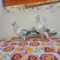 کفتر|پرنده|کاشمر, |دیوار