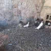 کفتر سار کاغذی المانی تازه گرفتم صاحبش یا طالبش
