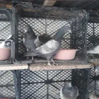تیدی پاکستانی|پرنده|قم, شاد قلی|دیوار