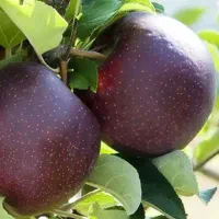 عرضه نهال سیب قرمز میراکل