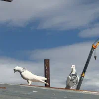 جفت طوقی سور کرمانشاهی جوان