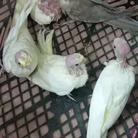 جوجه سرلاکی لوتینو