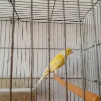 قناری ماده اماده