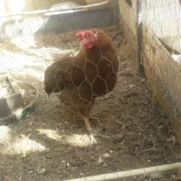مرغ تخمگذار با قفسه
