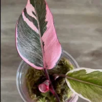 گلهای کلکسیونی