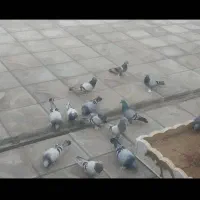 سه تا ترکیه بفروش میرسد