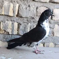کبوتر گرفتنی|پرنده|قم, باسکول|دیوار