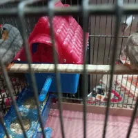 یک جفت فنچ به همراه تمام وسایل ها|پرنده|بهارستان, |دیوار