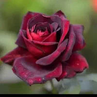 زمین ارزوئیه