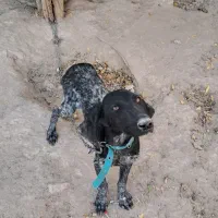 آلمانی اصل|سگ|فراغی, |دیوار