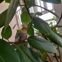 عروس هلندی|پرنده|فلارد, |دیوار