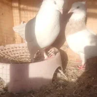 سفید چشمی با طوقی