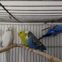 دو جفت مرغ عشق|حراج|ایذه, |دیوار